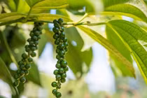 Giá tiêu hôm nay 2/8: Tiếp tục đà tăng, cao nhất 72.000 đồng/kg