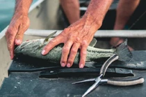 Bất cẩn khi làm cá, người đàn ông suýt mất mạng