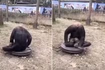 Tinh tinh "đầu mọc dưới mông" quái dị và sự thật chết cười 