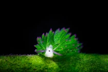 Vẻ đẹp “đốn tim” người từ cái nhìn đầu tiên của cừu biển