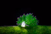 Vẻ đẹp “đốn tim” người từ cái nhìn đầu tiên của cừu biển