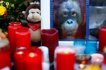 Ám ảnh vườn thú cháy, hơn 30 động vật chết thảm