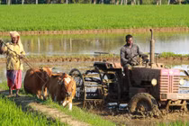 Tin lời hàng xóm, người đàn ông suýt bỏ mạng chỉ vì bọ chét 