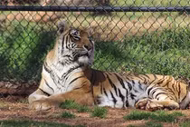 Những kỷ lục “khủng” về loài hổ trên thế giới