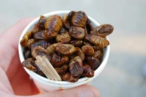 Cận cảnh món ăn kinh dị ở Hàn Quốc, nhìn sợ nhưng đại bổ 