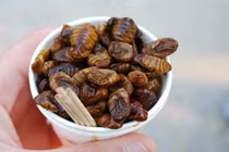 Cận cảnh món ăn kinh dị ở Hàn Quốc, nhìn sợ nhưng đại bổ 