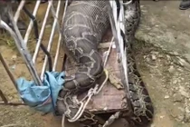 Cừu mất tích, đi tìm ghê rợn thấy “mãng xà tinh” nuốt chửng