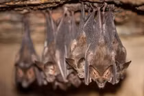 Đang căng thẳng vì dịch bệnh, người phụ nữ phát hoảng thấy dơi ẩn nấp trong nhà