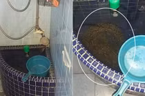 Chuẩn bị đi tắm, hết hồn khi thấy trăn khổng lồ rình rập 