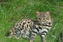 Loài mèo đáng yêu nhưng là “tay” săn mồi hiệu quả nhất hành tinh