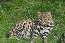 Loài mèo đáng yêu nhưng là “tay” săn mồi hiệu quả nhất hành tinh