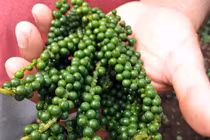 Giá tiêu hôm nay 20/7: Chững lại, cao nhất 70.500 đồng/kg