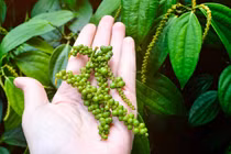 Giá tiêu hôm nay 22/7: Giảm nhẹ trên diện rộng 