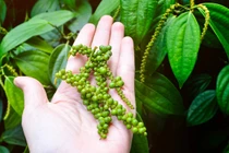 Giá tiêu hôm nay 22/7: Giảm nhẹ trên diện rộng 