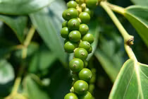 Giá tiêu hôm nay 7/7: Đồng loạt tăng trong nước