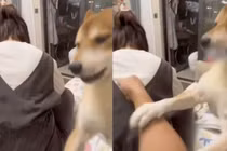 Chồng giả vờ đánh vợ, chó cưng làm điều ai cũng phục