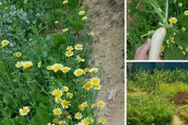 Bà mẹ trẻ có quyết định bất ngờ giúp sống khoẻ giữa dịch