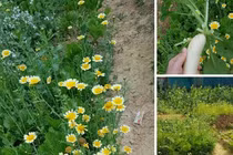 Bà mẹ trẻ có quyết định bất ngờ giúp sống khoẻ giữa dịch