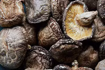 Nấm hương Nhật hơn 8 triệu đồng/kg, dân Hà Nội mua về xào rau