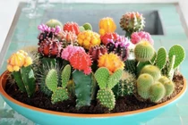 4 cây phong thủy giúp xua vận đen, mang may mắn trong tháng 7 Âm lịch