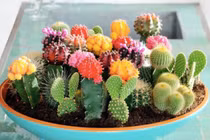 4 cây phong thủy giúp xua vận đen, mang may mắn trong tháng 7 Âm lịch