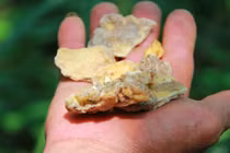 Việt Nam có báu vật giúp "cải tử hoàn sinh", người Trung Quốc phải trầm trồ