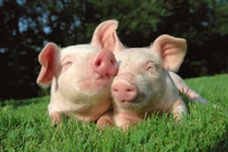 3 con giáp tháng 9 tiền về, tháng 10 nổ lộc, cuối năm giàu to 