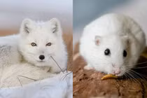 Top 4 loài động vật đổi màu vào mùa đông