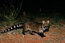 Giật mình “quái thú” đầu chuột thân mèo đột nhập, sự thật gây choáng