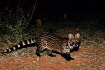 Giật mình “quái thú” đầu chuột thân mèo đột nhập, sự thật gây choáng