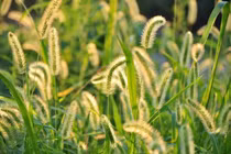 Loại cỏ tưởng vô giá trị, ai ngờ là bảo bối gan cực thích