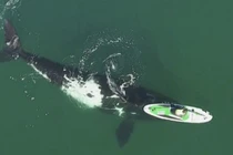 Cá voi thúc vào thuyền ngoài khơi Argentina và kết quả bất ngờ