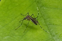 Muỗi hổ châu Á gây khiếp đảm khi tiếp tục gieo rắc dịch bệnh 