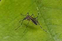 Muỗi hổ châu Á gây khiếp đảm khi tiếp tục gieo rắc dịch bệnh 