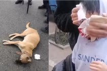 Đi mua đồ ăn sáng, bé trai bị chó cắn nát mặt 