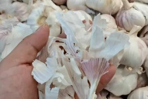 Bóc tỏi đừng vứt vỏ kẻo lãng phí “kho báu” công dụng tuyệt vời 