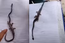 Tưởng gặp “quái thú” rắn 4 chân hệt uyển long, sự thật ngã ngửa