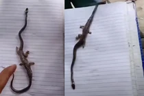 Tưởng gặp “quái thú” rắn 4 chân hệt uyển long, sự thật ngã ngửa