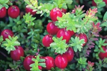 Phát sốt loài quả mọc hoang dại dưới nước trở thành “vua trái cây“