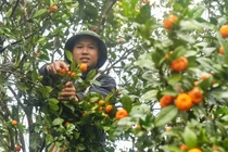 Vào rừng hái quýt, nông dân đều tay kiếm vài chục triệu