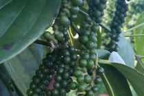 Giá tiêu hôm nay 7/8: Chững lại sau nhiều phiên tăng