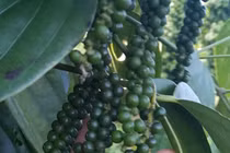 Giá tiêu hôm nay 7/8: Chững lại sau nhiều phiên tăng