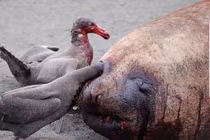 “Dị” loài chim khổng lồ hung bạo khiến con người cũng phải ghê