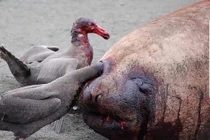 “Dị” loài chim khổng lồ hung bạo khiến con người cũng phải ghê