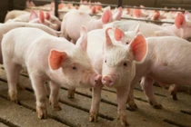 Giá heo hơi hôm nay 30/7: Giảm mạnh nhất 5.000 đồng/kg