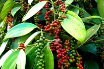 Giá tiêu hôm nay 13/8: Ổn định, cao nhất 74.000 đồng/kg