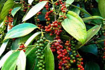 Giá tiêu hôm nay 13/8: Ổn định, cao nhất 74.000 đồng/kg