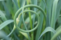 Loại rau sánh ngang với thuốc bổ, ăn nhiều eo thon, chống ung thư 