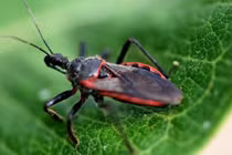 Top 5 động vật tưởng hiền lành là "sát thủ giết người" đáng sợ