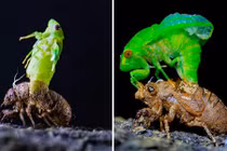 Ngoạn mục màn lột xác của “sát thủ lỗ tai” mùa hè